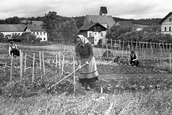 Eine Familie aus dem Sudetenland beackert ein Stück Land, 1948. 